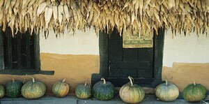 Pumpkins and corn husks dry on the porch