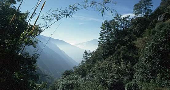 Hill recessions through the bamboo foliage of Langtang valley